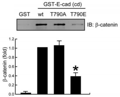 Substitution of E-cadherin Thr790 with Glu reduces the binding between E-cadherin and beta-catenin. Purified beta-catenin was incubated with purified wild-type (wt) or mutant GST-E-cadherincytoplasmic domains (cd) or GST (as a control). The protein complexes were pulled-down by glutathione-agarose beads and analyzed by immunoblotting with an anti-beta-catenin antibody.